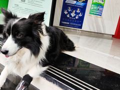 -瑞鹏瑞爱宠物医院·全科·猫科·血液透析中心(龙头寺店)