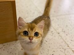 -猫域·湾主题猫咖·宠物吧(南坪城市广场店)