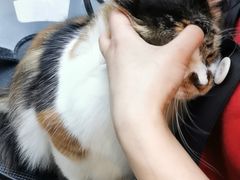 -PETKIT 小佩宠物·低压洗护·美容·寄养(安远店)