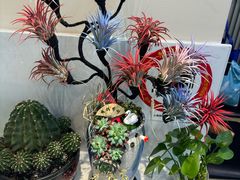 -顶巧鸡汤馄饨(虹口总店)