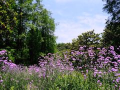 -上海共青森林公园