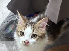 -楼上猫咖(罗湖店)