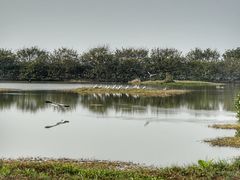-大湾区中央湿地公园