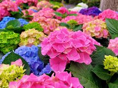 -上海鲜花港