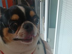 -瑞派福兴宠物医院犬猫全科·骨科·中西医结合(河东店)