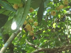 -广州白江湖森林公园