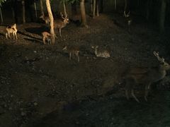 -清迈夜间动物园