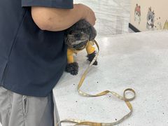 -芭比堂动物医院·24小时·眼科中心(深圳中心)
