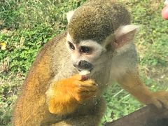 -辛玛王国游乐园