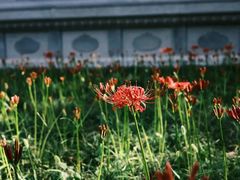 -西安大兴善寺