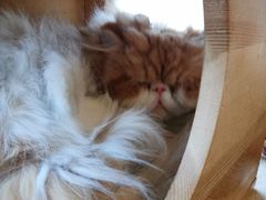-Cappucimeow猫咪咖啡馆(韦伯时代店)