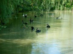 android_upload_pic-溱湖国家湿地公园