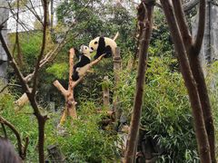 景点-成都大熊猫繁育研究基地