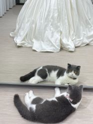 -B.Bridge Couture婚纱礼服(福田店)