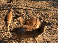 -清迈夜间动物园