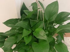 -麦悠悠·SPA·推拿(太阳山路店)