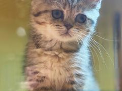 -momokira米努特·德文卷毛猫·棉花面纱犬