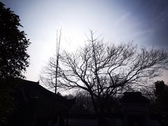 -上海佘山国家森林公园天马山园