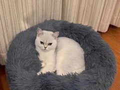 -宠福鑫康馨动物医院·骨科·眼科