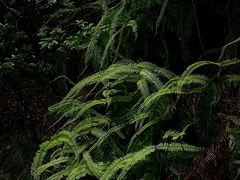 -广州白江湖森林公园