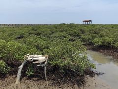 -北海金海湾红树林生态旅游区