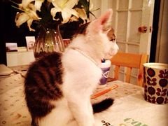 -海边的猫和咖啡馆