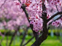 -白塘生态植物园
