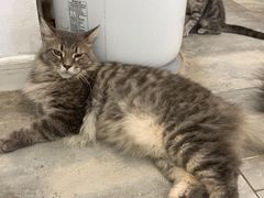-楼上猫咖(罗湖店)
