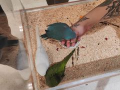 -帕帕拉兹宠物(亚洲旗舰店)