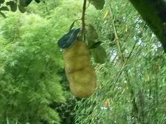 -瑞丽独树成林风景区