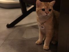 猫咪-咖法森林·咖啡  酒吧(天河店)