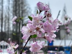 -高东镇樱花园