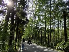 -合肥滨湖国家森林公园