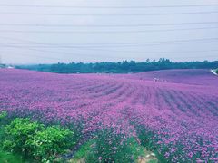 -紫颐香薰山谷景区