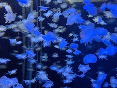 -太平洋海底世界