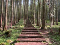 -武陵山森林公园