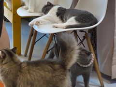 -我爱猫咪·猫咖·狗咖·安哥拉兔·羊驼咖(小寨华旗店)