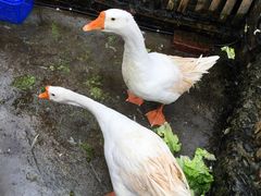 -茅草房·河畔园林火锅