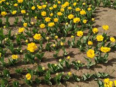 -长春公园(普阳街道)