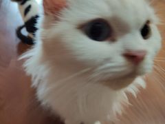 -楼上猫咖(罗湖店)