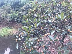 -塘栖枇杷特色园区