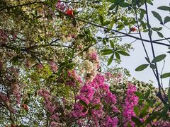 -深圳国际园林花卉博览园