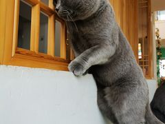 -猫在这儿猫咪咖啡馆·撸猫馆