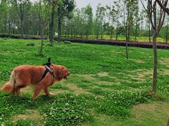 -两河城市森林公园