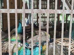 -西双版纳原始森林公园