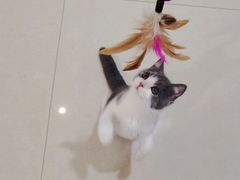 -lincat·猫舍(广州店)