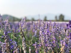 -北京东方普罗旺斯薰衣草庄园