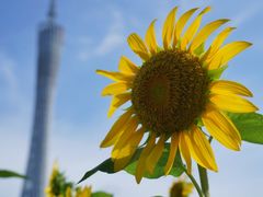 -海心沙亚运公园