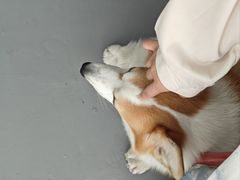 -LaFBagel手作烘焙工作室