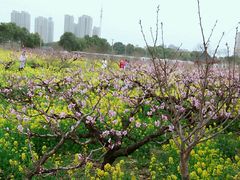 -南汇桃花村
